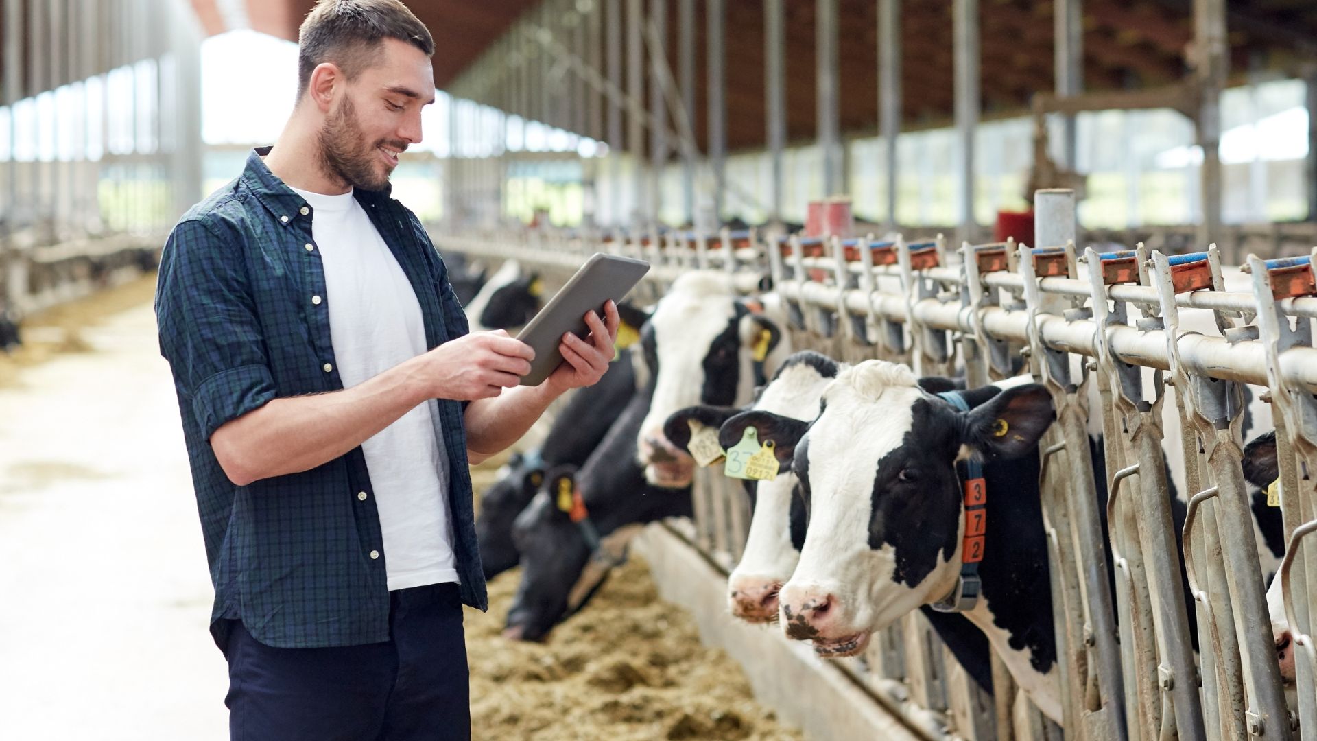 Implementação De Rotina Reprodutiva Na Fazenda